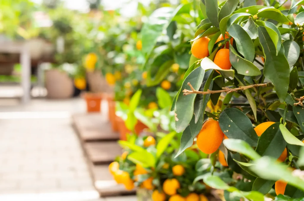 Orangenbaum für den Garten